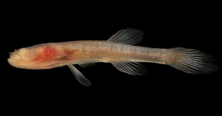 Unveiling the Shadows: Genomic Insights into Cavefish and Their Eye-Loss Journey