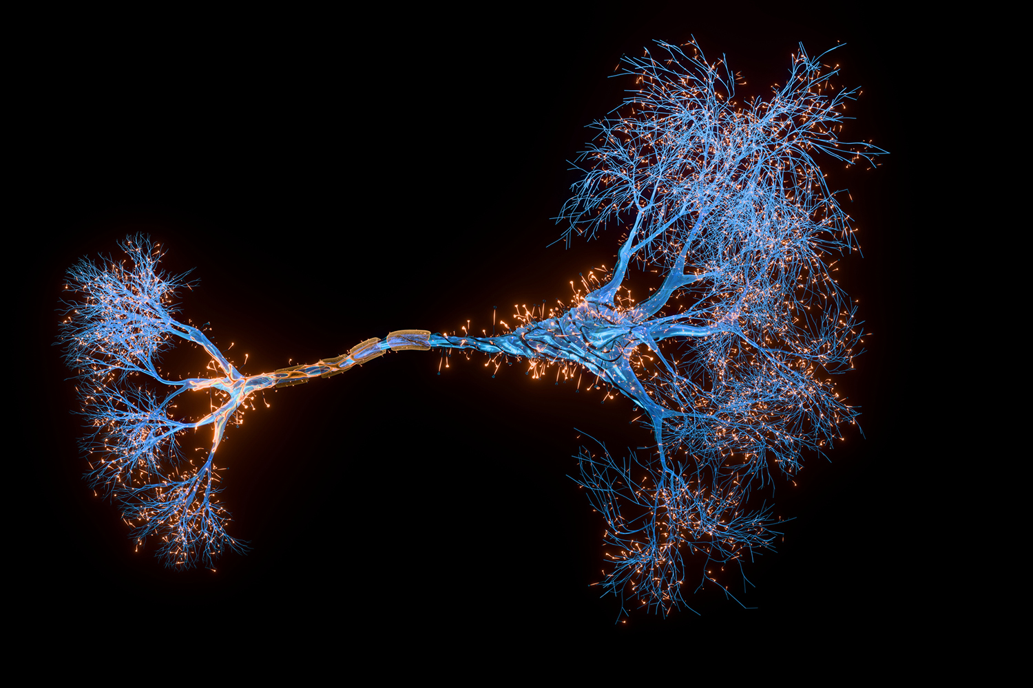 Groundbreaking Technique Makes Mouse Scalp Transparent for Enhanced Brain Development Imaging