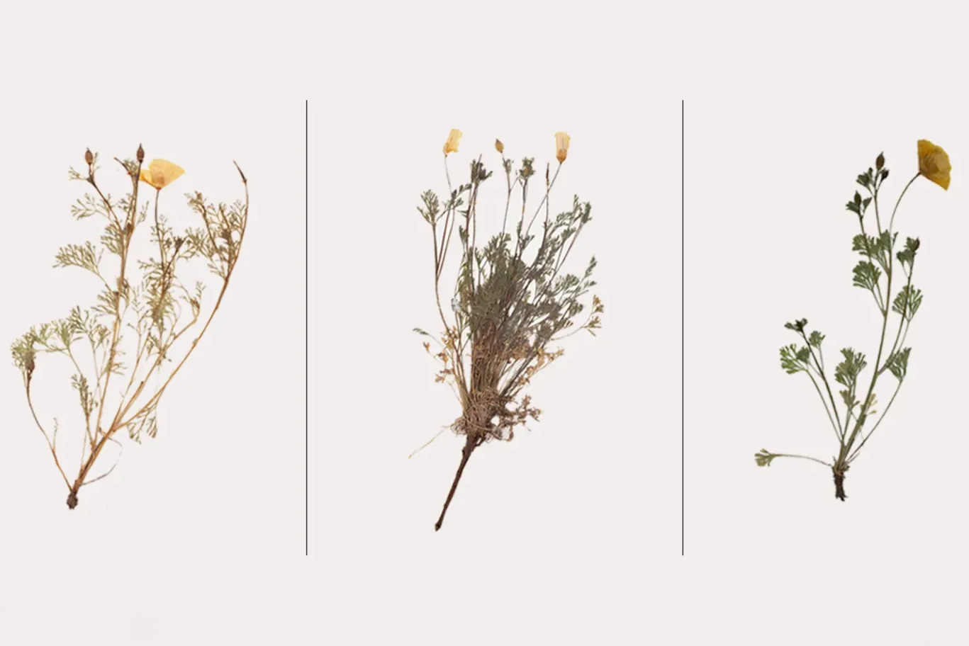 Unlocking Biodiversity: How Museum Plant Samples Could Pave the Way for Conservation