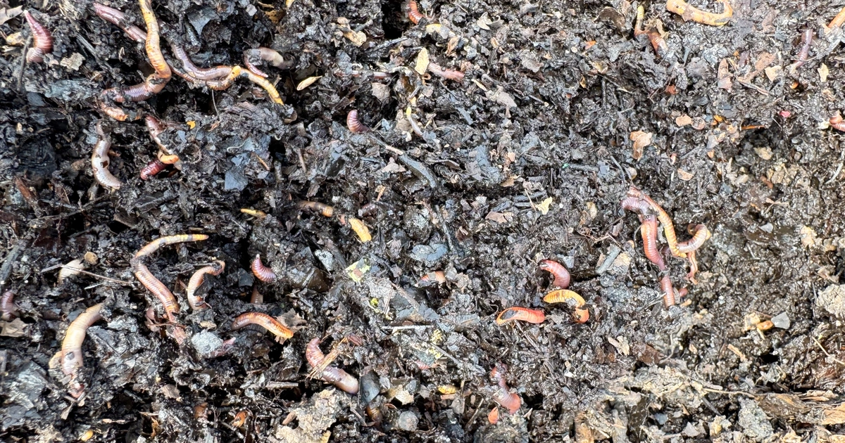 MSU’s unusual sustainability partner: Red wigglers  