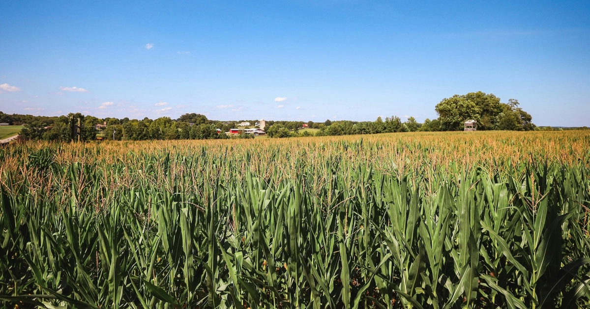 MSU scientist partners on biofuel policy for a carbon-neutral agricultural future