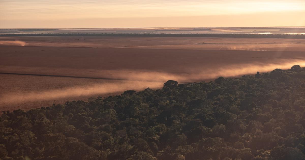 The Amazon’s Diverse Reactions to Climate Change and Environmental Degradation