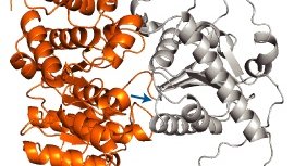 caltech-biochemists-uncover-new-rules-of-mitochondrial-protein-import