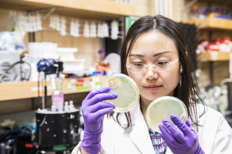 Huan He inspects two agar plates she is holding with gloved hands.