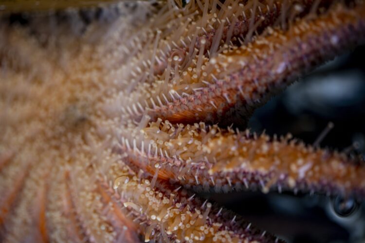 the bottom side of a sea star