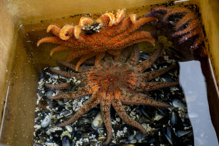 three sunflower sea stars in a tank. Underneath them are mussel shells.