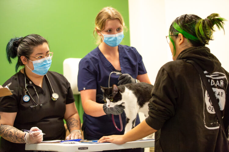 Two veterinary students in scrubs hold a black-and-white cat. A patient observes from the opposite side of the table.