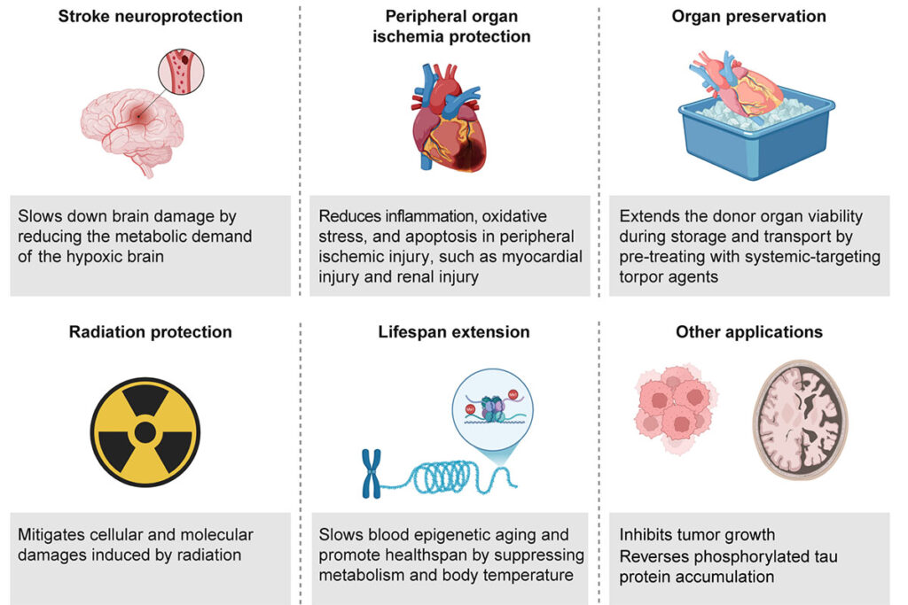Revolutionizing Medicine: The Potential of Synthetic Torpor