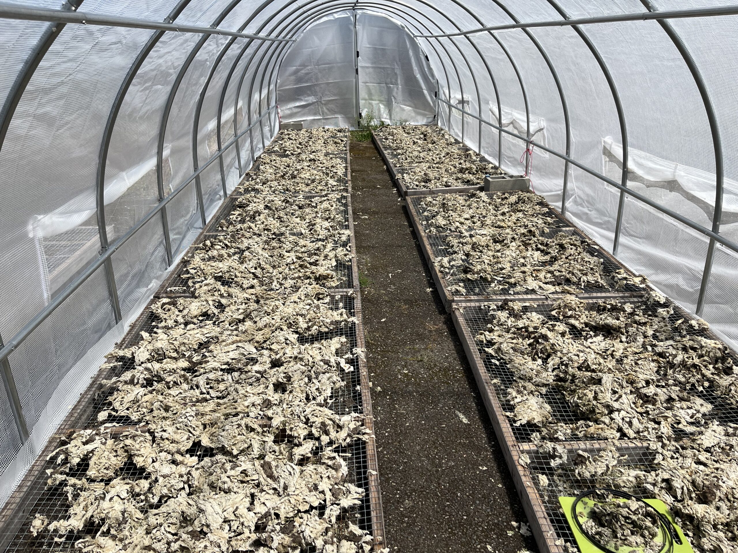 Dried, greenish-white seaweed arranged in two long rows within a rounded mesh hoop house.