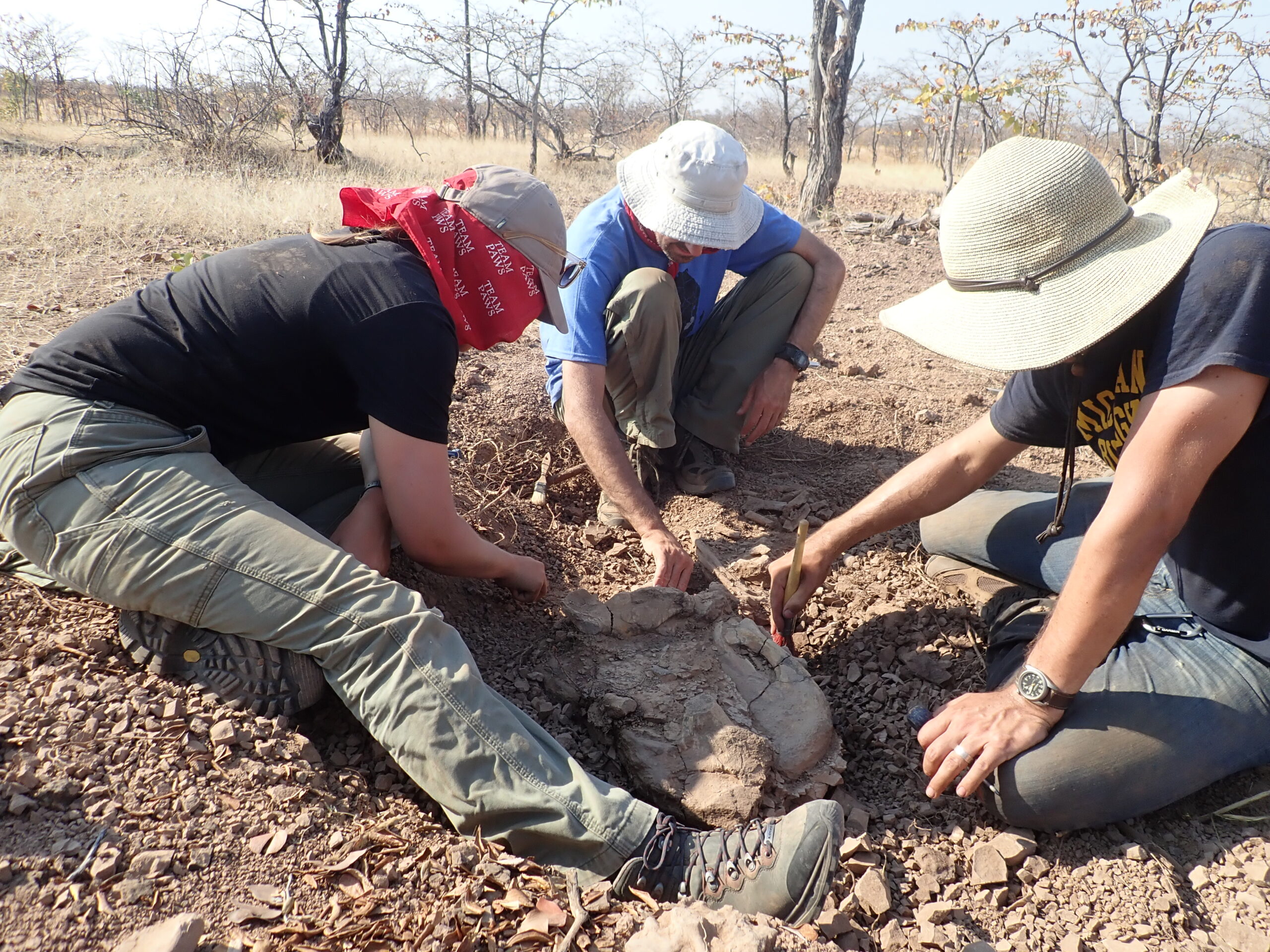 New Fossil Discoveries in Africa Illuminate Preceding Era of Earth’s Great Mass Extinction