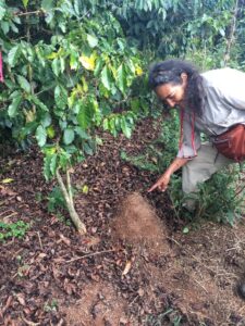 Ivette Perfecto, University of Michigan professor in the School for Environment and Sustainability, identifies a nest of Solenopsis invicta, a species of ant residing on a coffee plantation in Puerto Rico.