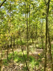 Inside an experimental site in Putuo, China, a solitary tree of one species (Triadica sebifera) is visible, surrounded by adjacent trees of a different species (Liquidambar formosana).