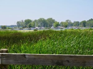 Revitalizing Great Lakes Ecosystems and Economies: A Community-Driven Approach