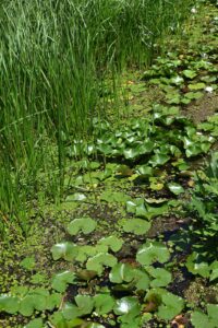 Revitalizing Great Lakes Ecosystems and Economies: A Community-Driven Approach