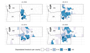 A series of four maps show for 2005, 2010, 2015 and 2020 how many livestock animals were killed by wolves across Washington, Oregon, Montana and Idaho. For each map, the majority of counties show 0 losses. Losses were concentrated to Idaho in 2005, with two counties exceeding 50 and four in the 11-50 range. Most others were at 0. That spilled over into Montana in 2010, with most counties falling in the 1-5, 6-10 or 11-50 ranges. The spatial range increases in 2015, with counties in Washington and Oregon now showing losses, but the overall numbers per county appear to decline. That trend reverses in 2020, with more counties showing more losses, in general, across the map.