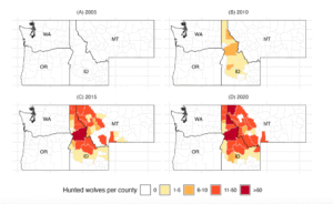 A series of four maps show for 2005, 2010, 2015 and 2020 how many wolves were hunted across Washington, Oregon, Montana and Idaho. There was no hunting in 2005 and, in 2010, all hunted animals were found in Idaho, with most counties reporting 0 or 1-5 hunted animals. Three counties fall into the 6-10 range. In 2015, the number of counties with hunted wolves increased, with a majority of the counties that report hunted wolves falling in the 11-50 range. All the counties are in northern Idaho and western Montana. The picture looks very similar in 2020.