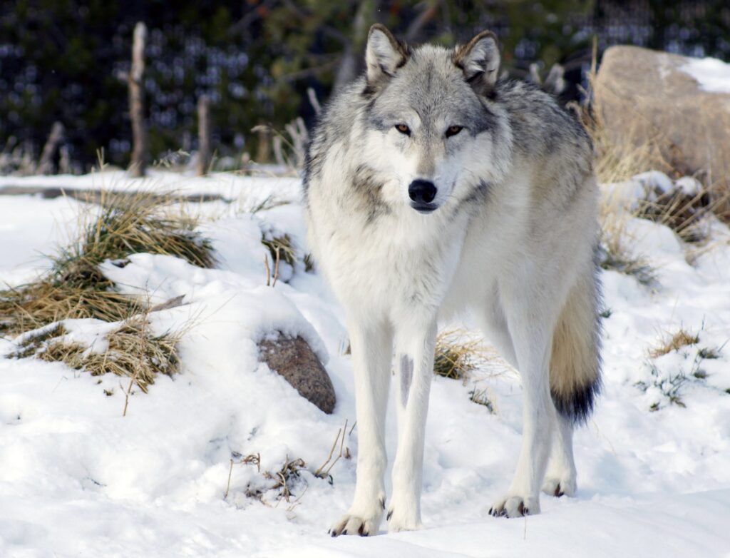 A gray wolf stands on snowy terrain at the Grizzly and Wolf Discovery Center in Montana.