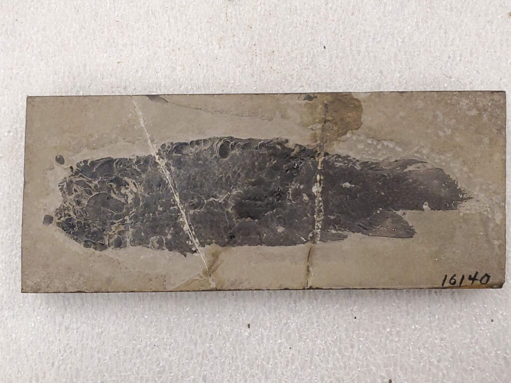 bite-by-bite:-how-jaws-drove-fish-evolution