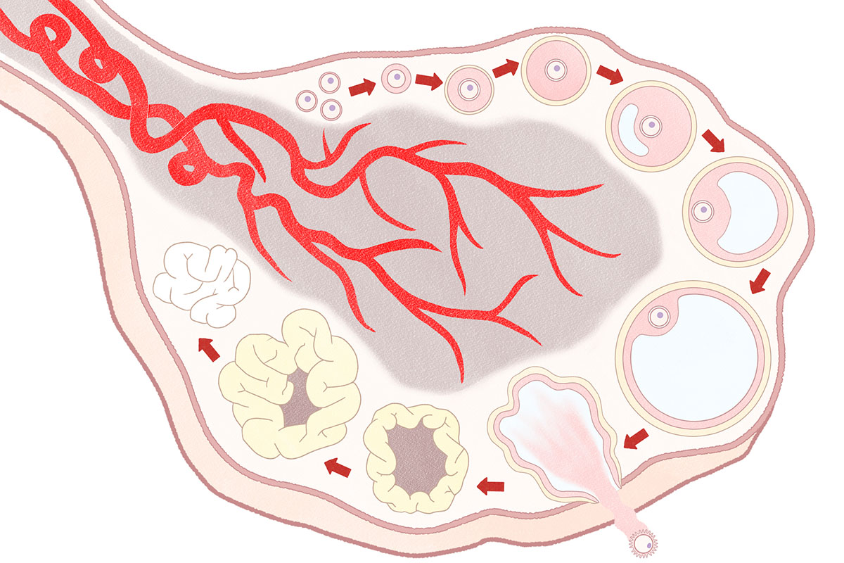bioelectronic-material-may-help-to-reveal-new-information-behind-infertility