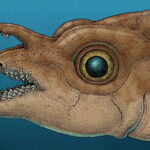 this-common-fish-has-an-uncommon-feature:-forehead-teeth,-used-for-mating