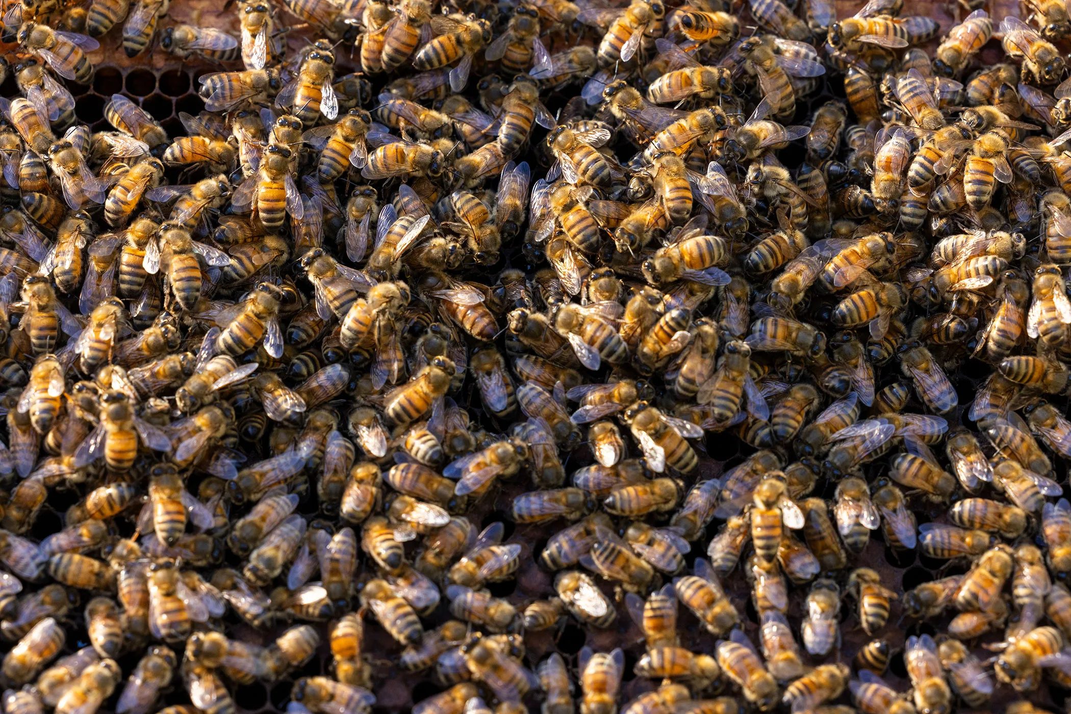 yes,-killer-bees-are-back-no,-you-shouldn’t-panic.