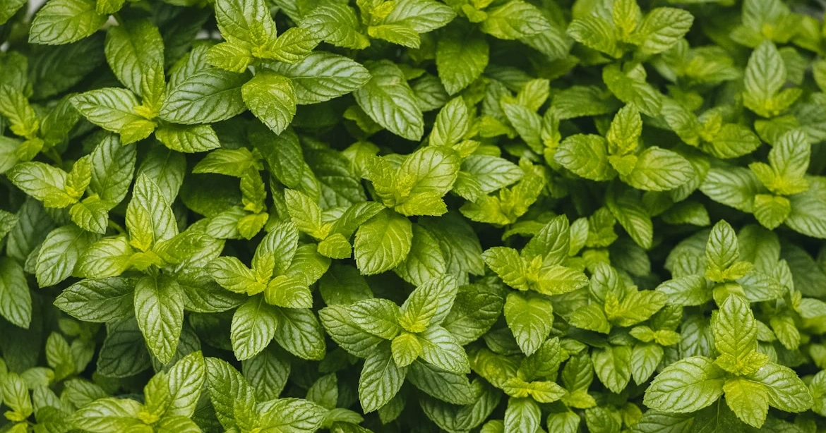 the-mint-blueprint:-unlocking-plant-chemistry-to-fight-pests,-microbes-and-more