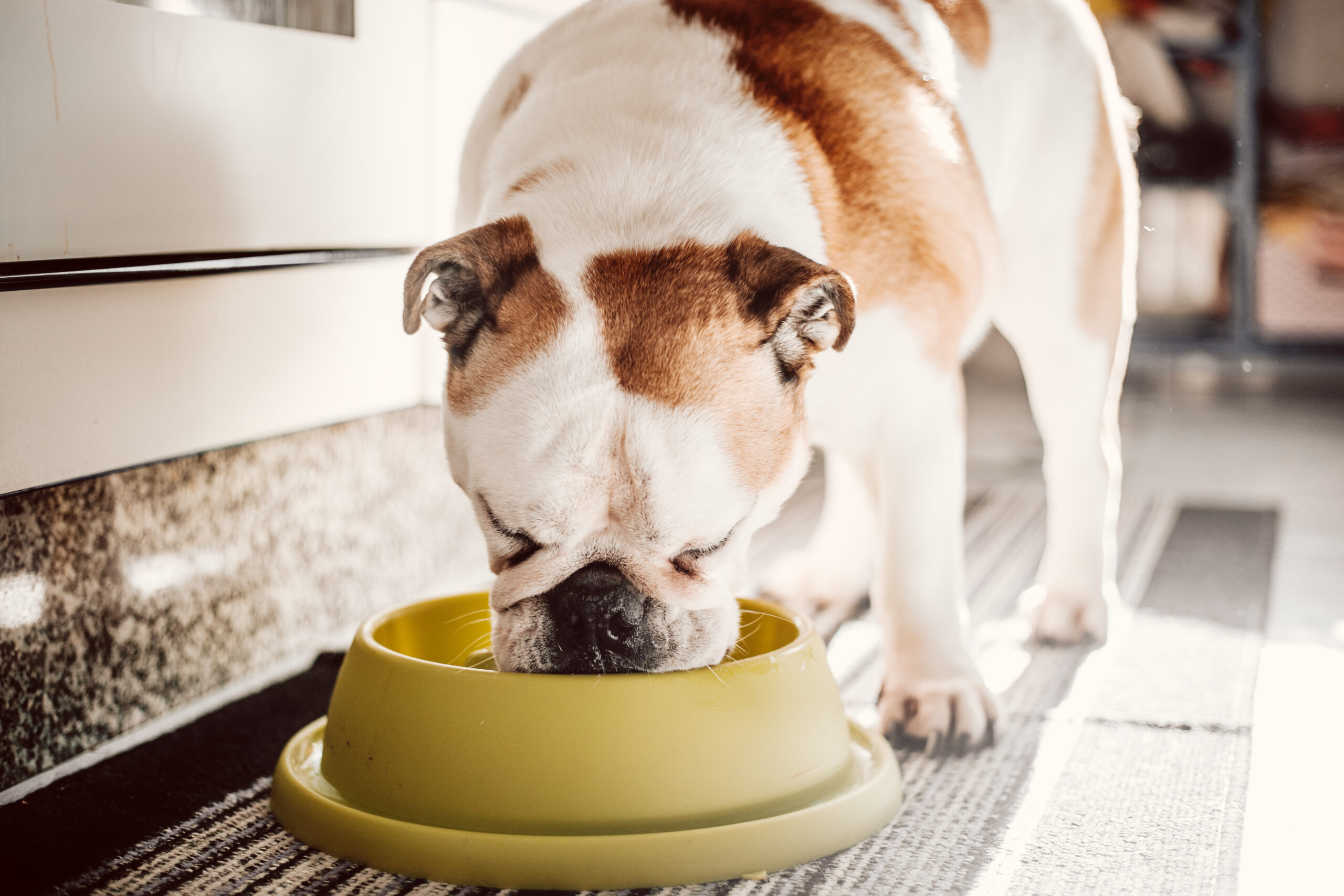 seeing-the-bright-side:-helping-pets-adjust-to-vision-loss