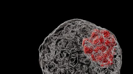 stem-cell–based-embryo-models-reveal-pathway-to-understanding-fertility