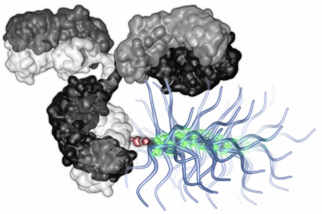 “bottlebrush”-particles-deliver-big-chemotherapy-payloads-directly-to-cancer-cells