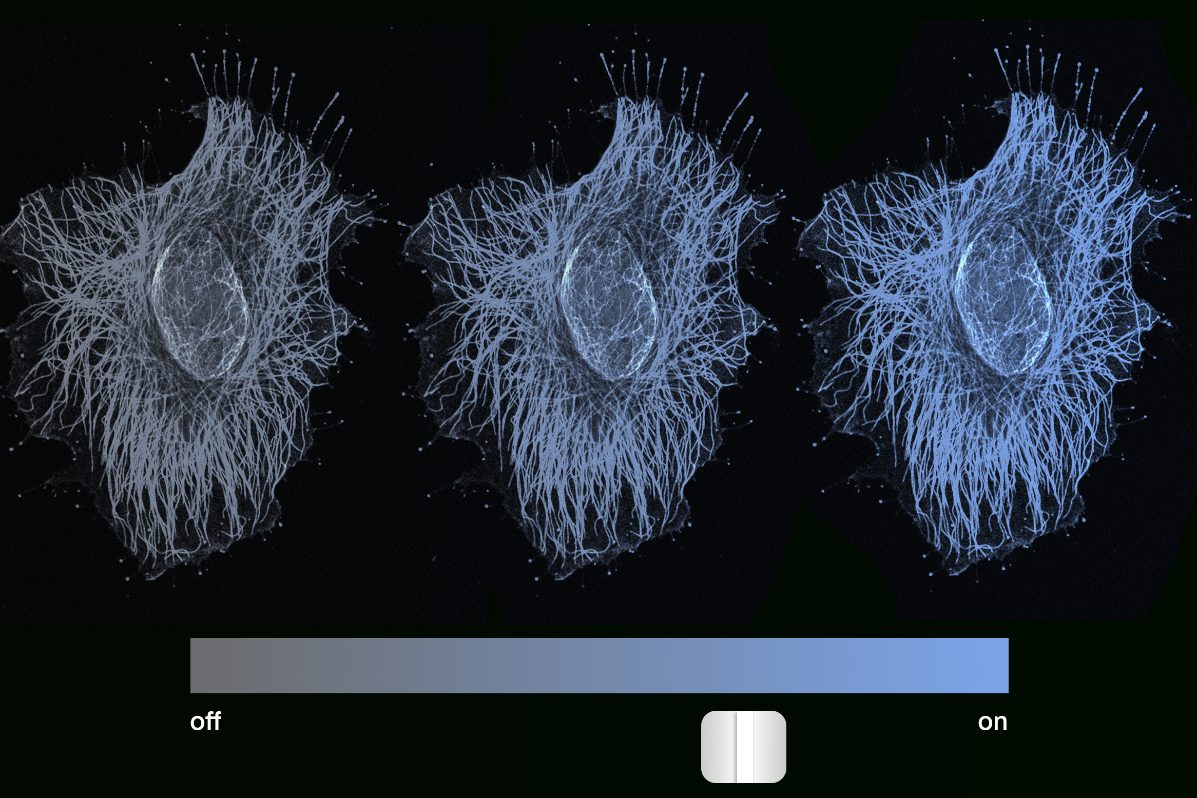 “Cell Memory: A Subtle Slider Rather Than a Binary Switch”