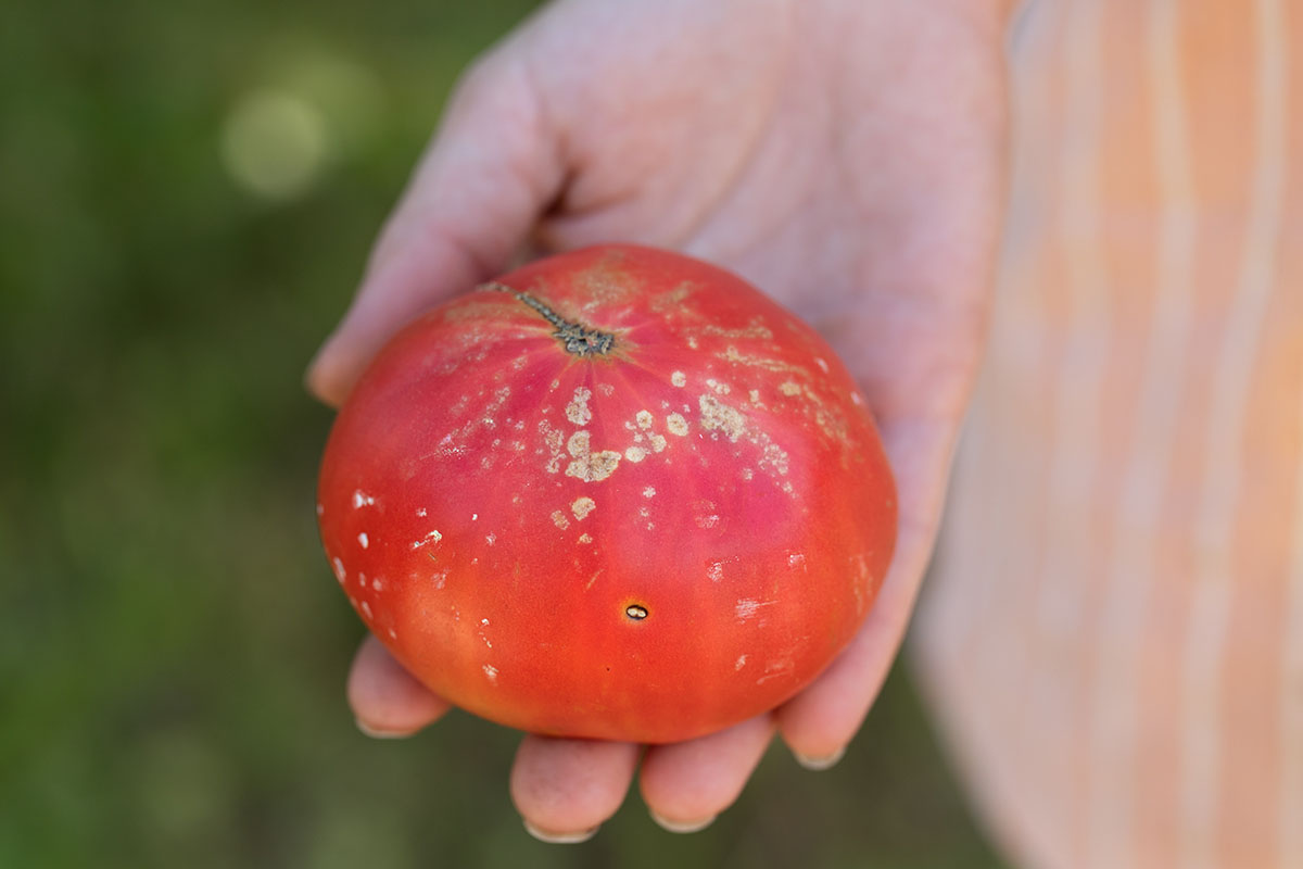 The Unseen Invaders: How Harmful Bacteria Take Over Our Crops