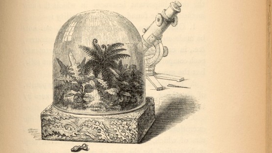 “Explore the World of Plants: Special Exhibit Launch at the Library on September 18”