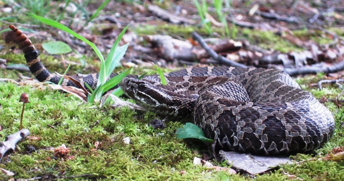 When rattlesnakes marry their cousins