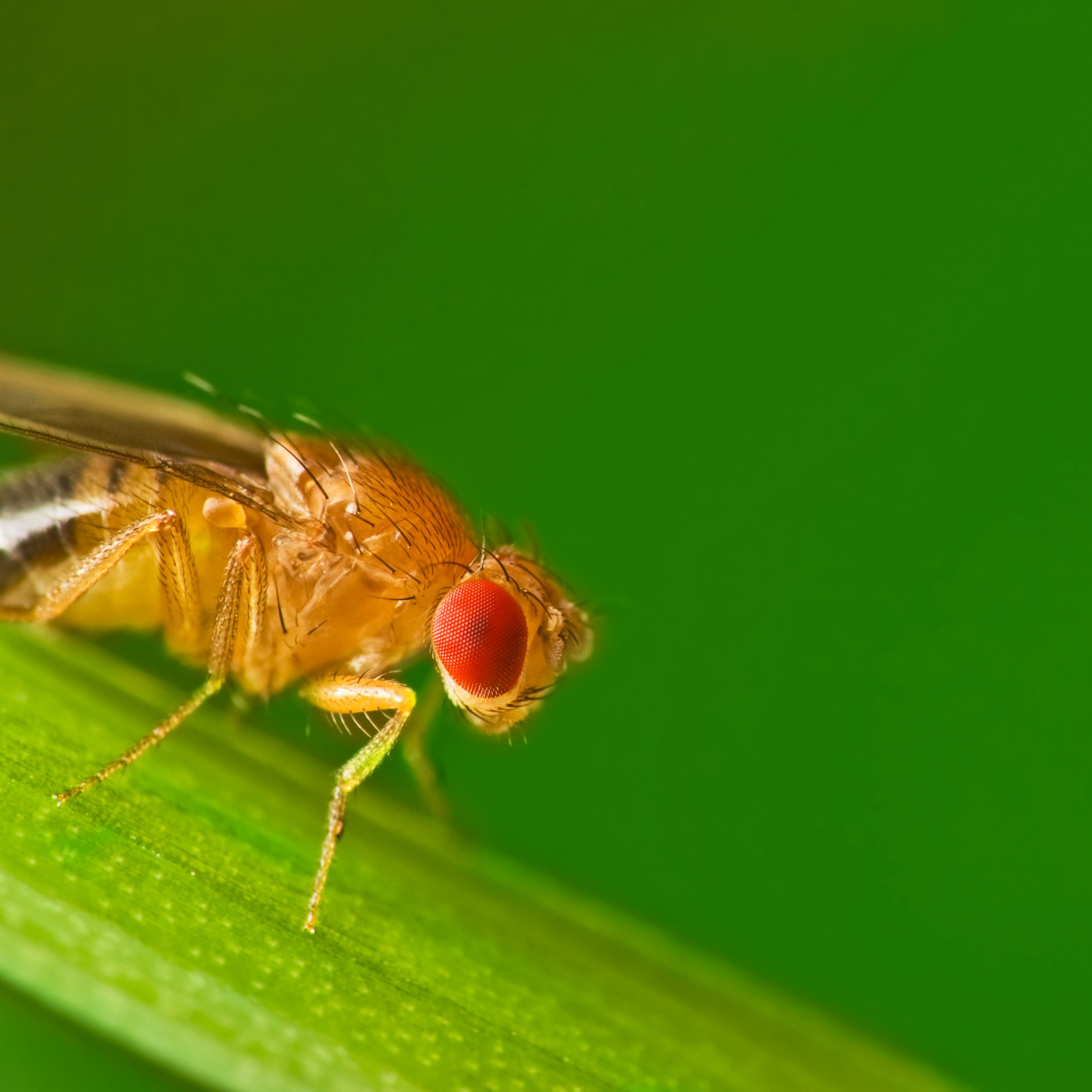 Reevaluating the Complexity of Gene Dominance and Recessiveness