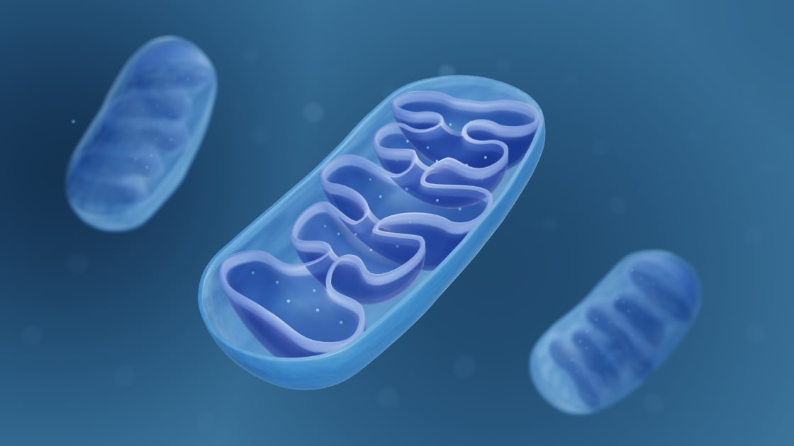 The Intriguing Journey of a Vital Vitamin B Nutrient to Mitochondrial Riches