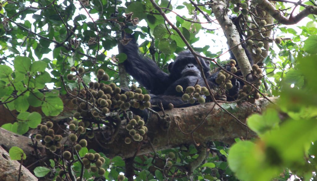 Chimpanzees: Nature’s Hidden Boozers Enjoying Their Daily Fermented Treats