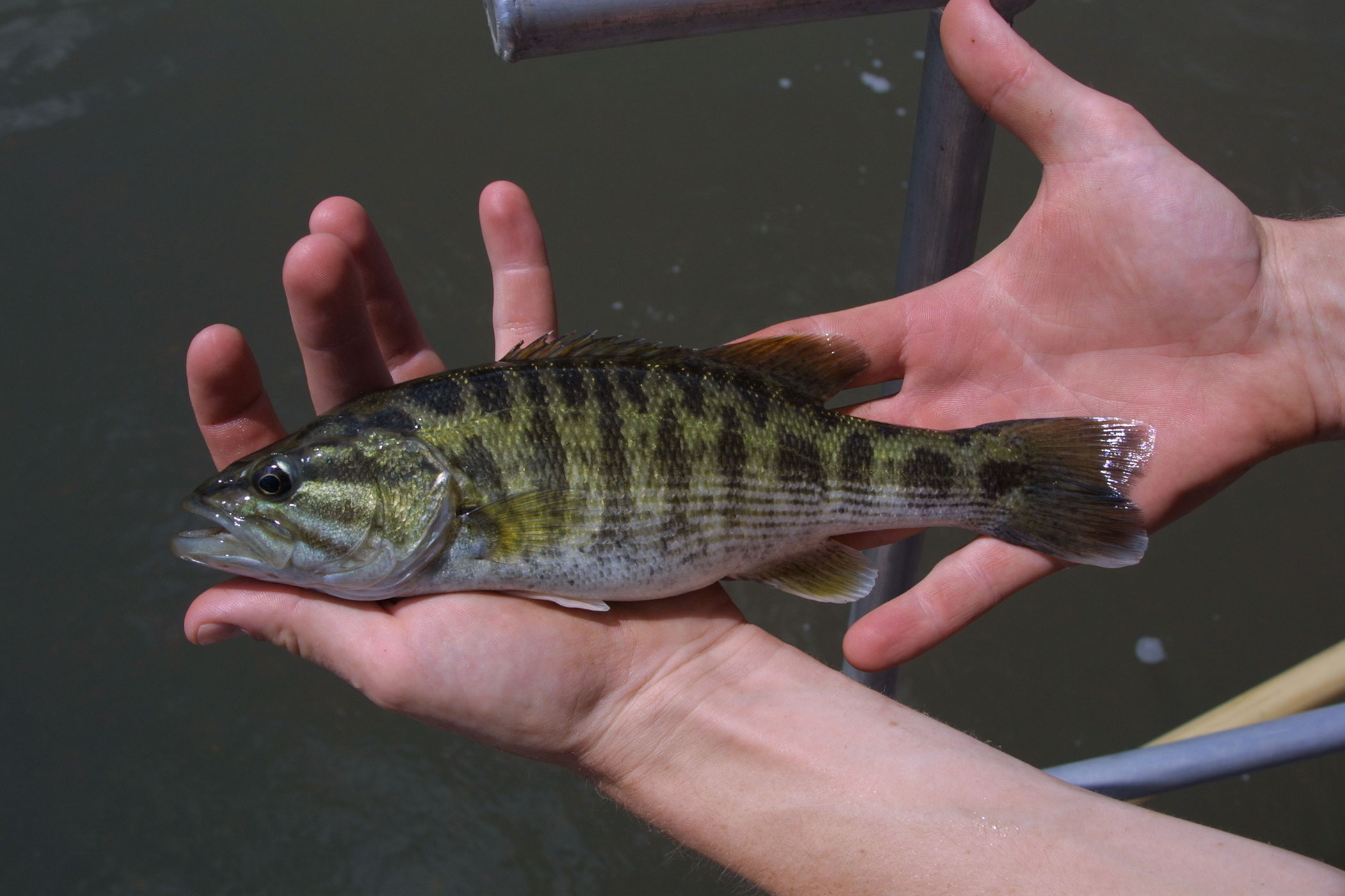 uga-ecologists-document-two-new-species-of-bass