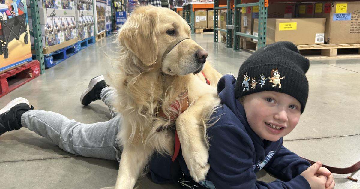 from-campus-to-companion:-uk-student-prepares-service-dog-for-life-changing-role