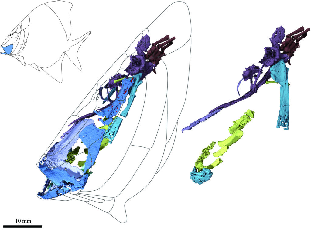Virtual representation of skeletal structures within the head of Platysomus created from CT imaging. Tongue-bite structure indicated in bright green. Based on specimen NHMUK PV P11697 from the Natural History Museum, London, U.K. Image credit: Giles et al./The Natural History Museum, London