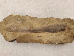 Jaw Mechanics: The Evolutionary Journey of Fish