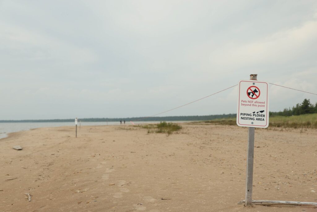 Nesting grounds at Wilderness State Park off of Lake Michigan. Image credit: Jeremy Marble, University of Michigan News
