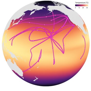 A global map displaying lines where researchers gathered data on Prochlorococcus abundance. Color indicates temperature.