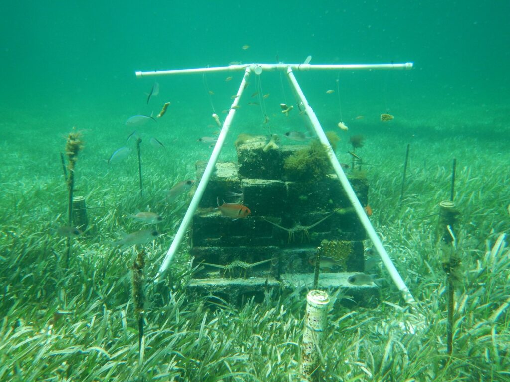 Seagrass: Nature’s Hidden Carbon Absorber