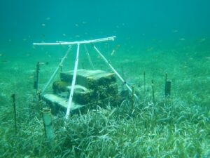 Seagrass: Nature’s Hidden Carbon Absorber