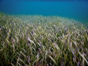 Seagrass: Nature’s Hidden Carbon Absorber