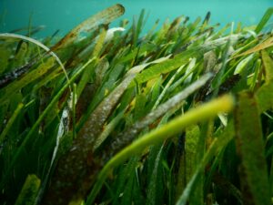 Seagrass: Nature’s Hidden Carbon Absorber