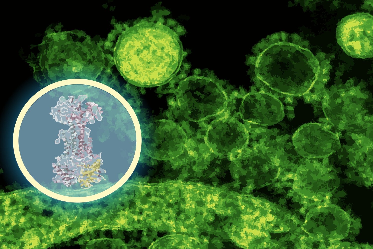 Unveiling the Mechanism: How AI Reveals a New Antibiotic’s Attack on Gut Bacteria