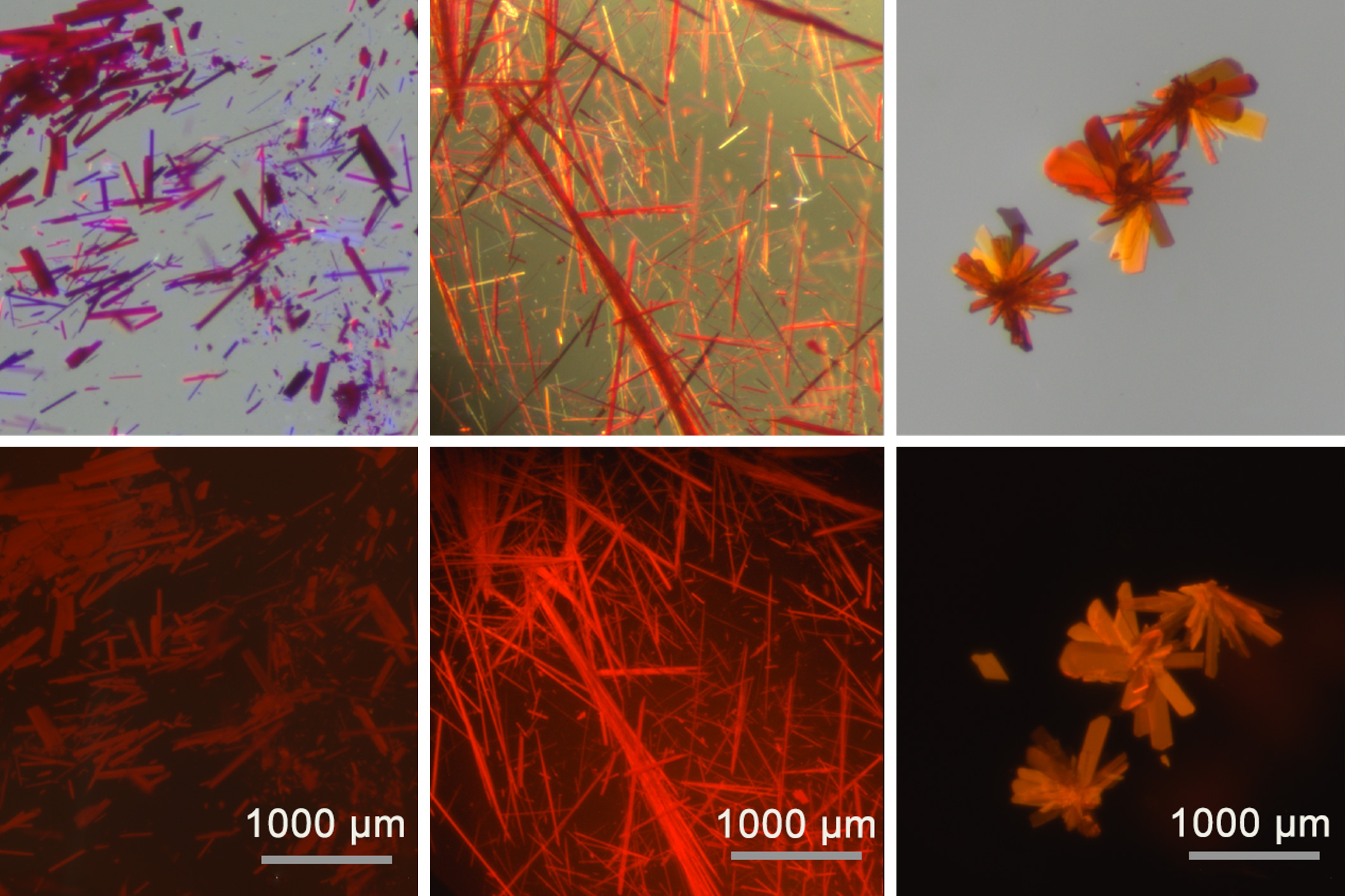 Revolutionary Red Fluorescent Dyes Pave the Way for Enhanced Biomedical Imaging
