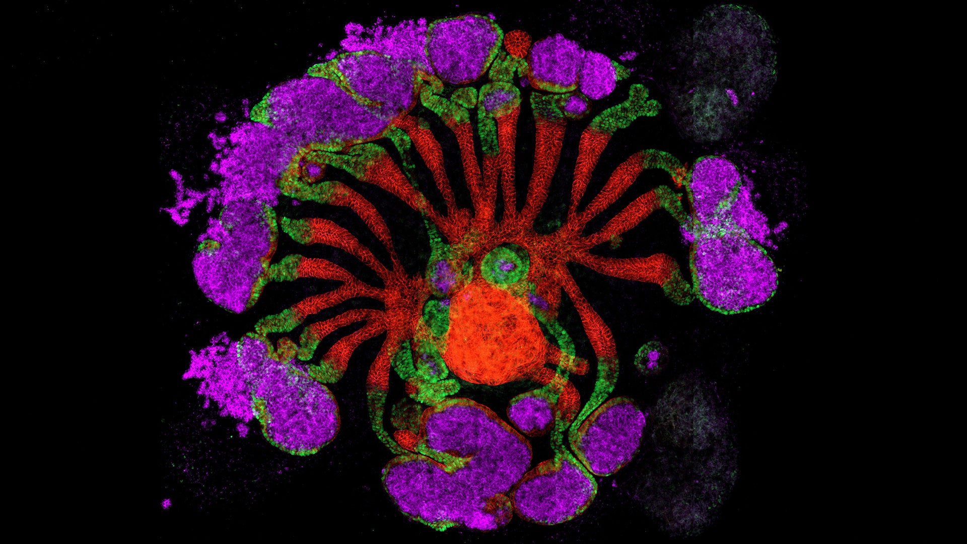 Breakthrough Achieved by USC Team in Developing a Synthetic Kidney