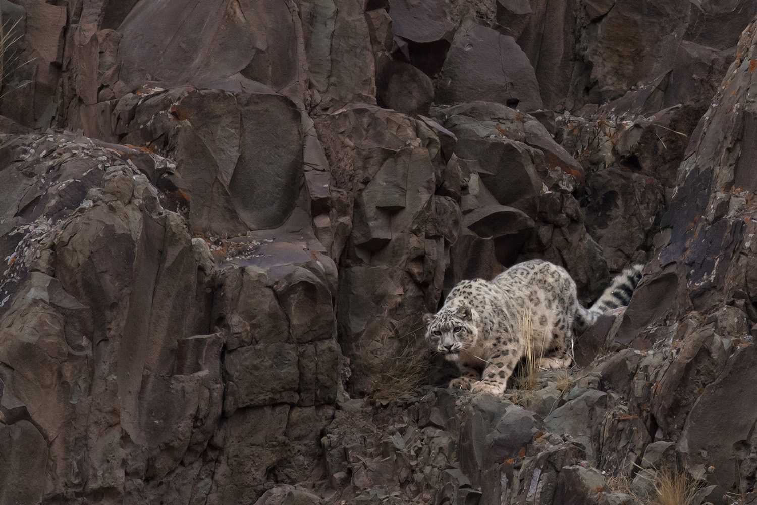 Genetic Vulnerability: The Hidden Danger Facing Snow Leopards